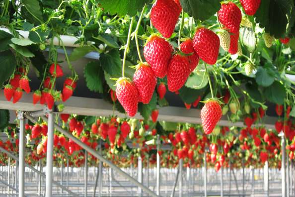 strawberry picking