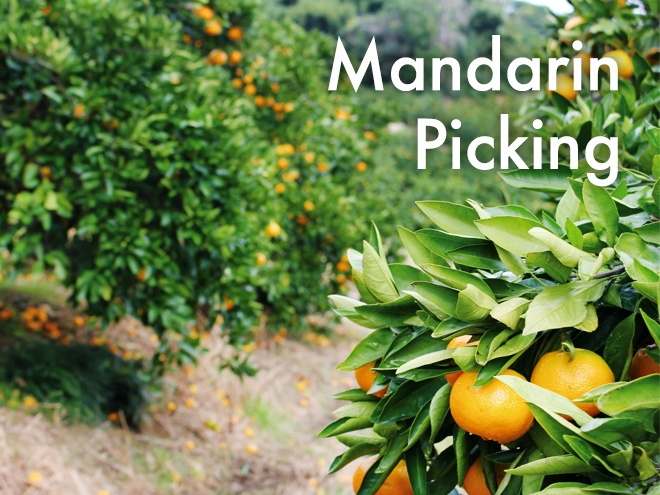 mandarin picking