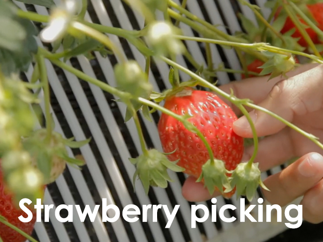 strawberry picking