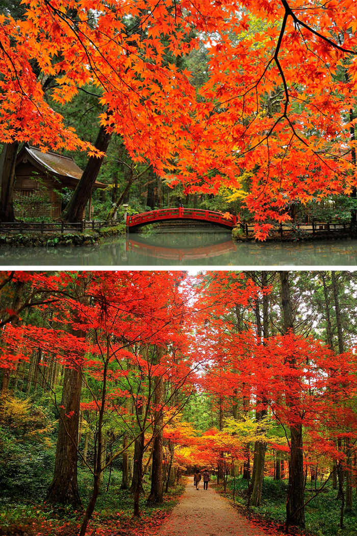 Japan Autumn Leaves In Hamamatsu In Hamamatsu Com